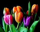 Open a Company for Selling Flowers in the Netherlands